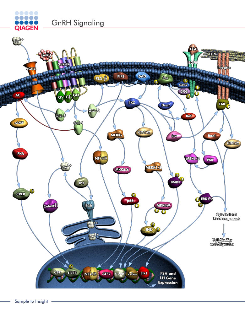 Qiagen Geneglobe Pathways Gnrh Signaling